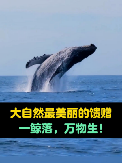 巨鲸